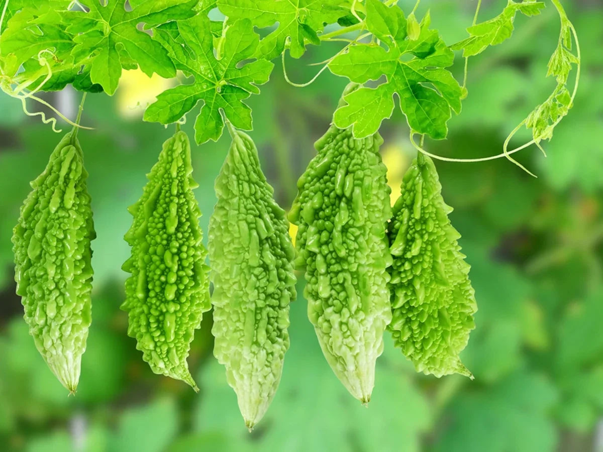 🌿 How to Sow Bitter Gourd (Karela) in a Tunnel – Complete Guide