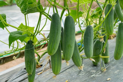 🌱 How to Sow Cucumber in a Tunnel – Complete Guide