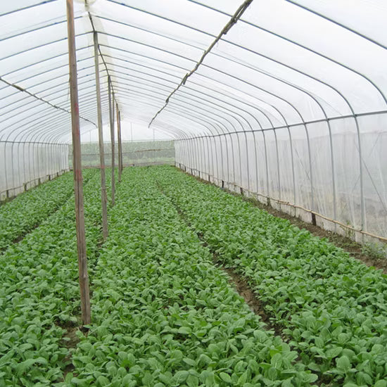 Anti-Insect Net – Premium Protection for Crops & Tunnels
